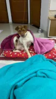 Chico