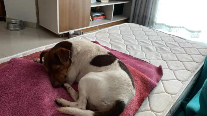 Cachorro ra a SRD-ViraLata idade 1 ano nome Chico 