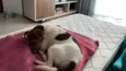 Chico