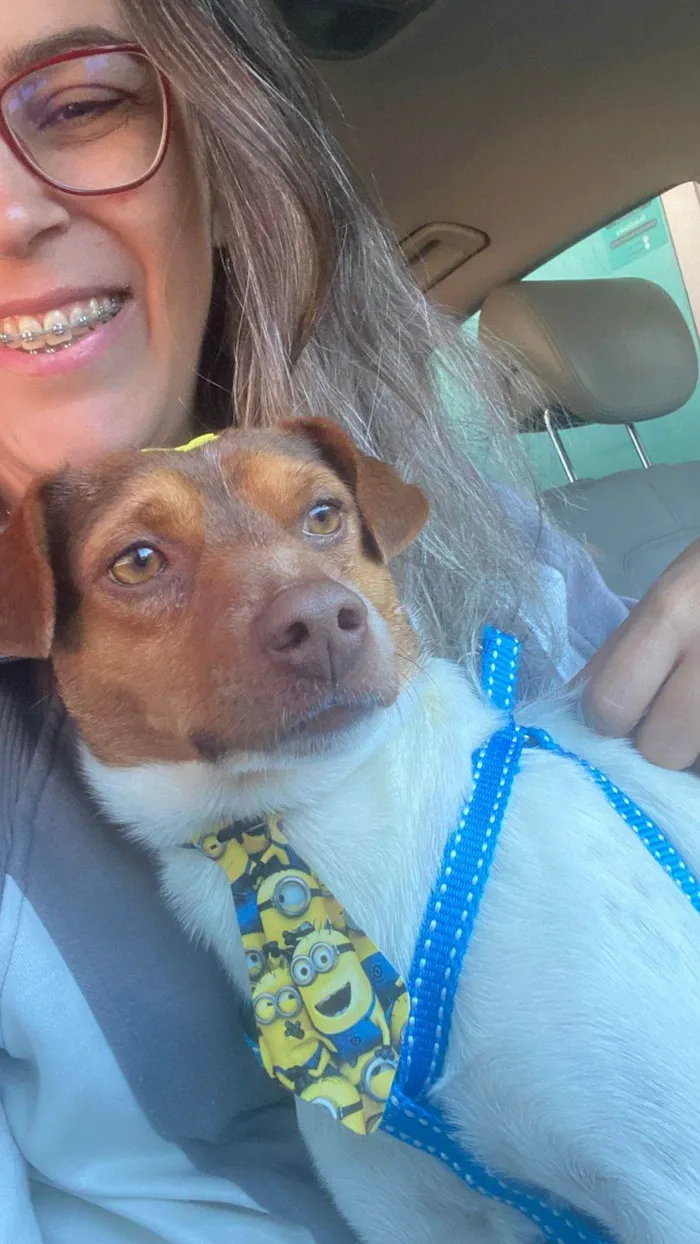 Cachorro ra a SRD-ViraLata idade 1 ano nome Chico 