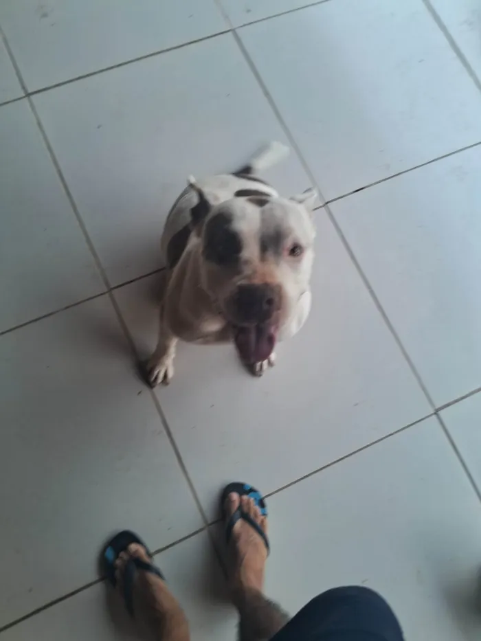 Cachorro ra a Pit-Bull idade 5 anos nome Pandora