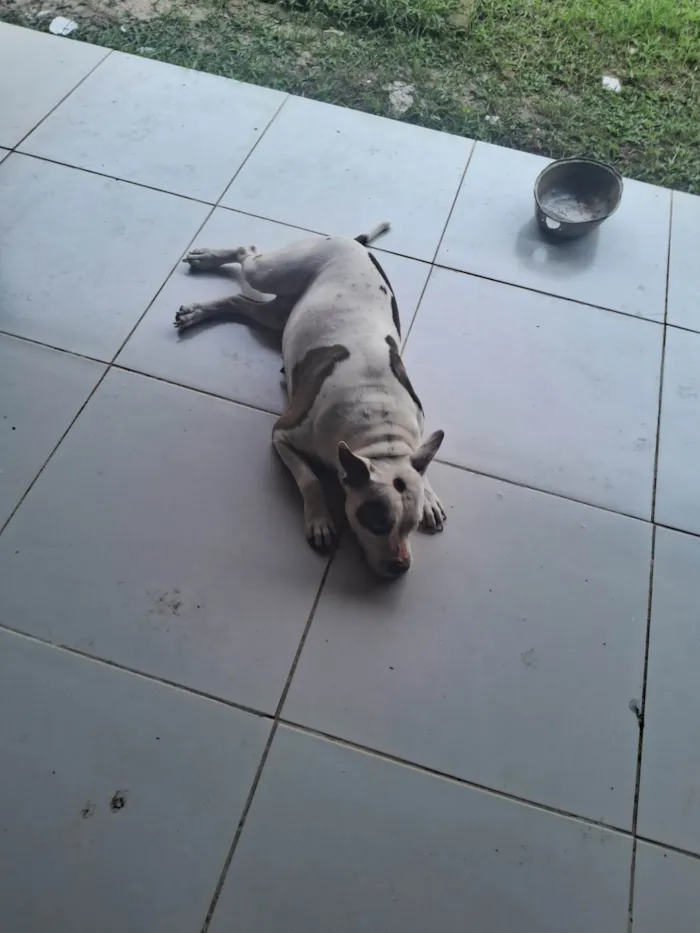 Cachorro ra a Pit-Bull idade 5 anos nome Pandora