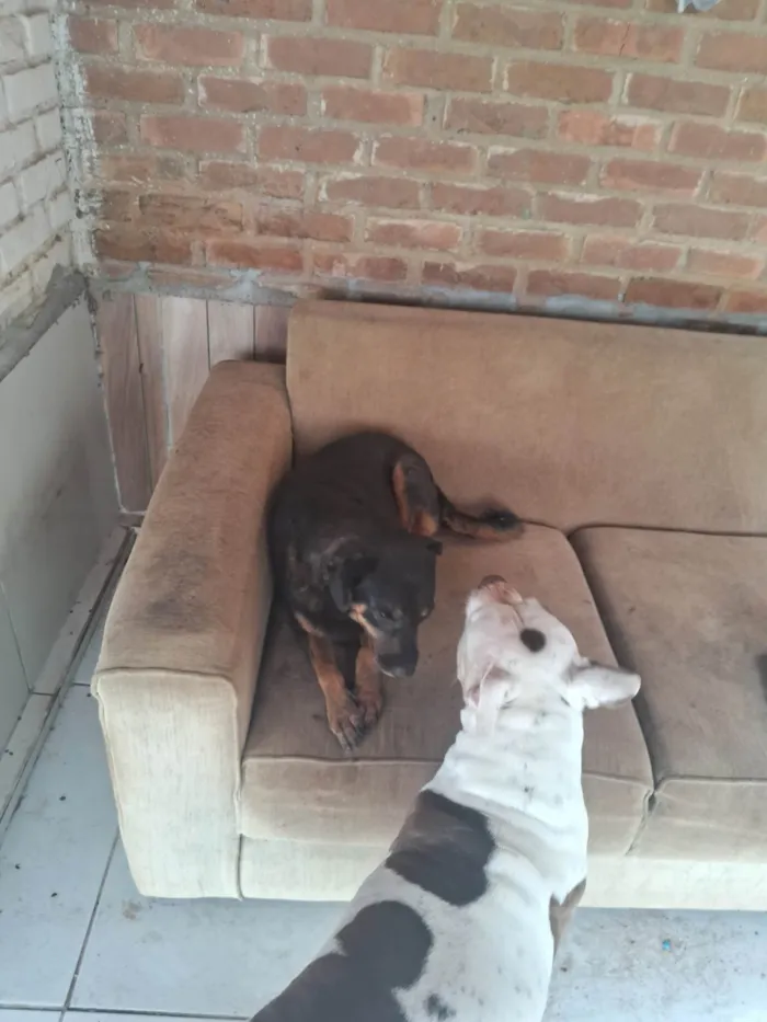 Cachorro ra a Pit-Bull idade 5 anos nome Pandora