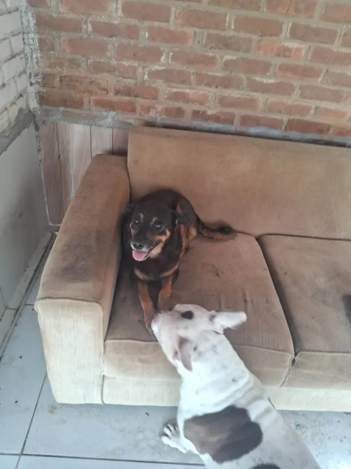Cachorro ra a Pit-Bull idade 5 anos nome Pandora