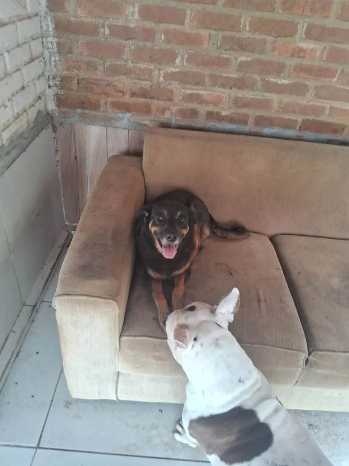Cachorro ra a Pit-Bull idade 5 anos nome Pandora
