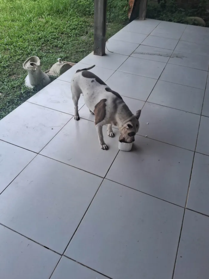 Cachorro ra a Pit-Bull idade 5 anos nome Pandora