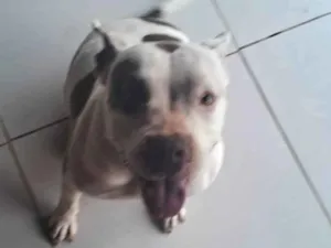 Cachorro raça Pit-Bull idade 5 anos nome Pandora