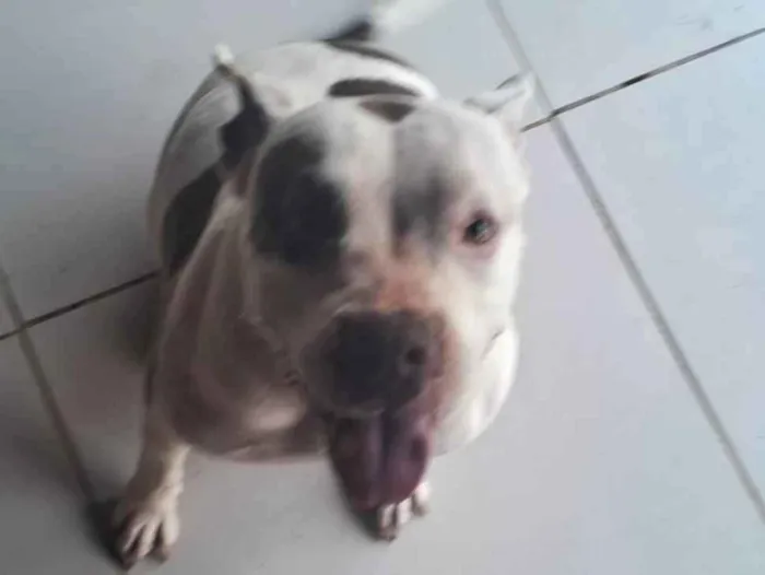 Cachorro ra a Pit-Bull idade 5 anos nome Pandora