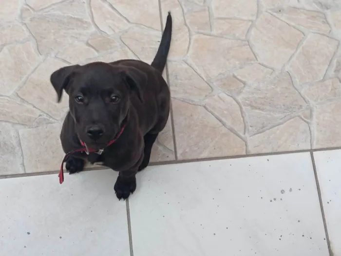 Cachorro ra a SRD-ViraLata idade 2 a 6 meses nome Duke
