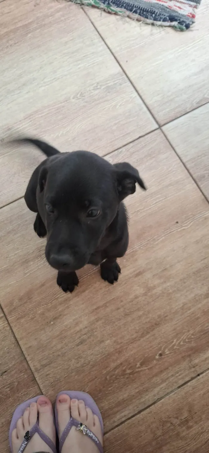 Cachorro ra a SRD-ViraLata idade 2 a 6 meses nome Duke
