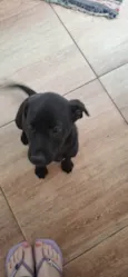 Duke