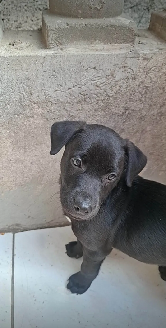 Cachorro ra a SRD-ViraLata idade 2 a 6 meses nome Duke