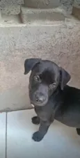 Duke