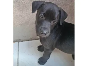 Cachorro raça SRD-ViraLata idade 2 a 6 meses nome Duke