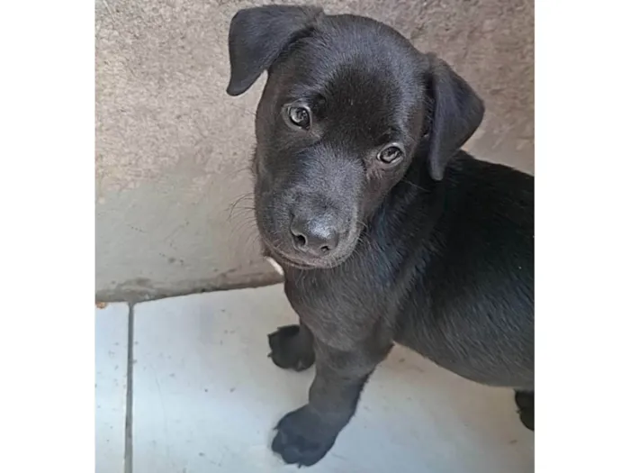 Cachorro ra a SRD-ViraLata idade 2 a 6 meses nome Duke