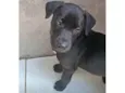Duke