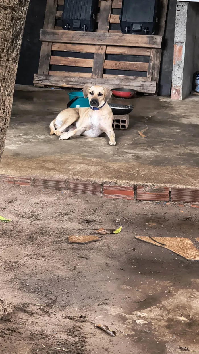 Cachorro ra a SRD-ViraLata idade 2 anos nome Pandora 