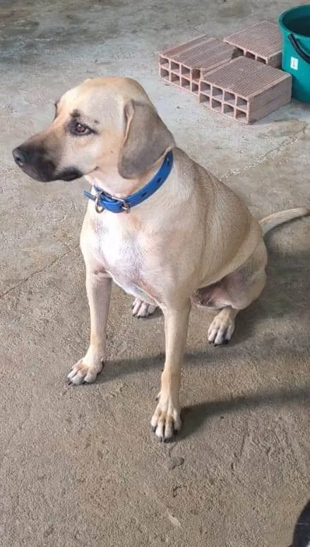 Cachorro ra a SRD-ViraLata idade 2 anos nome Pandora 