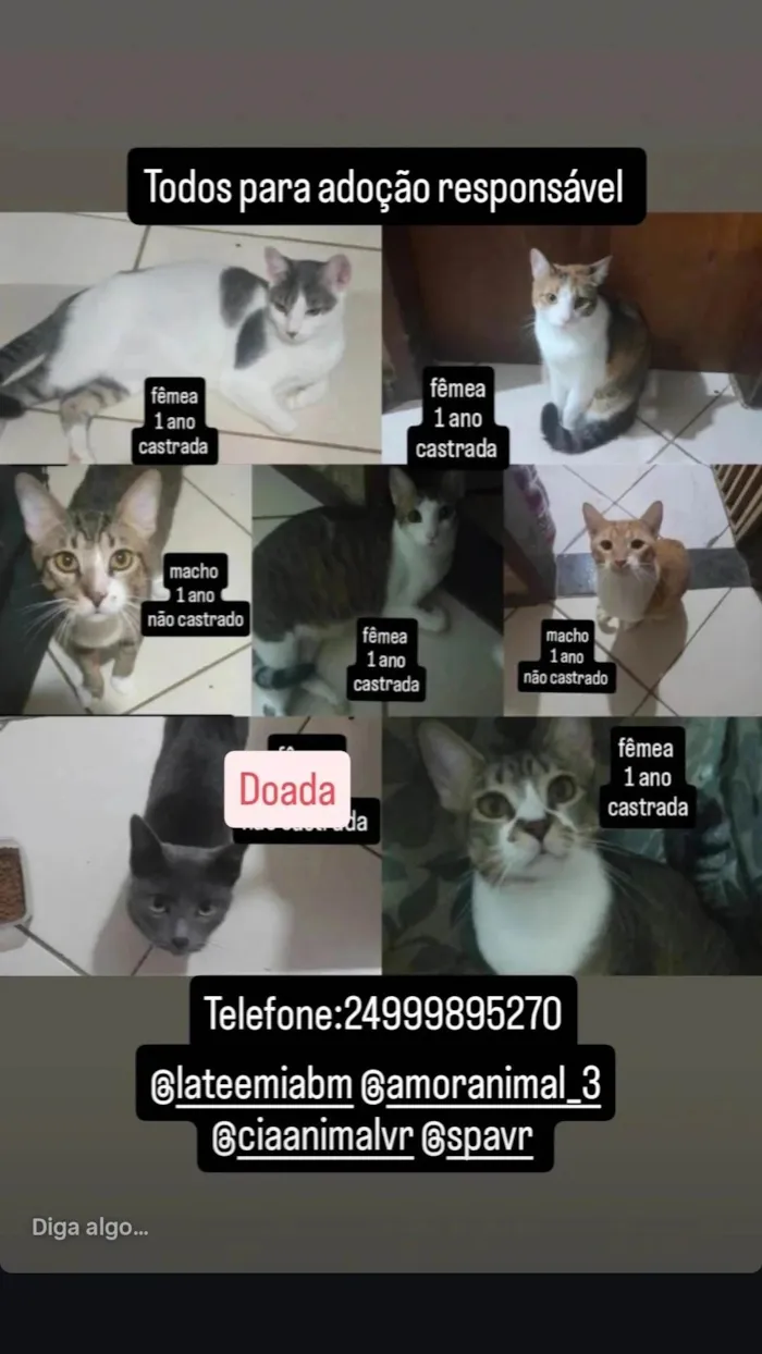 Gato ra a SRD-ViraLata idade 1 ano nome Bolota