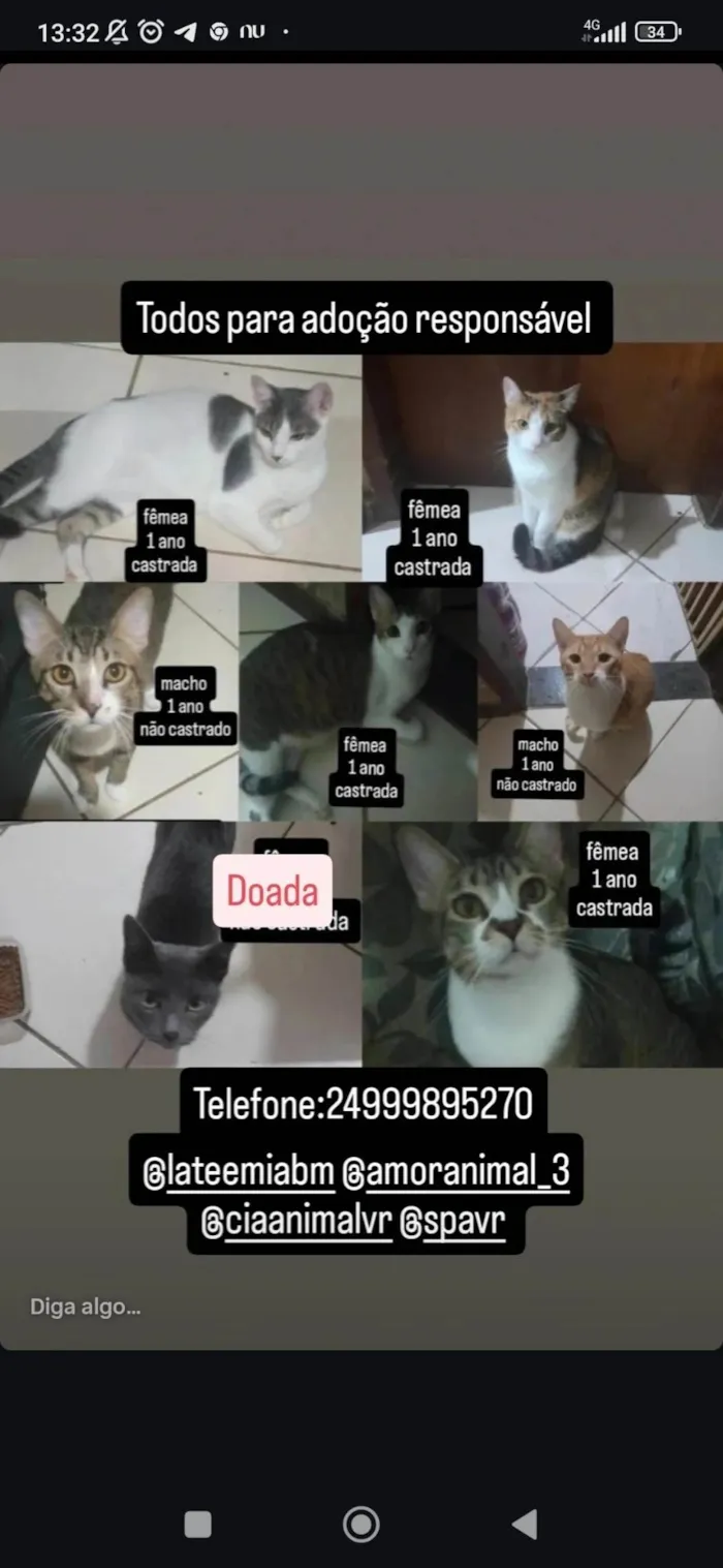 Gato ra a SRD-ViraLata idade 1 ano nome Branquinha