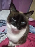 Gata