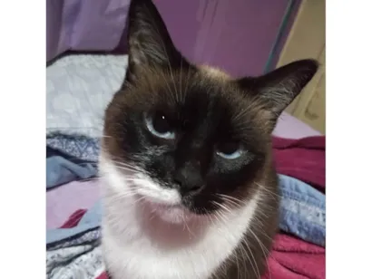 Gato raça Siamês idade 5 anos nome Gata