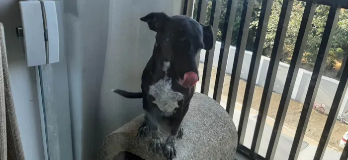 Cachorro ra a SRD-ViraLata idade 2 anos nome Luz