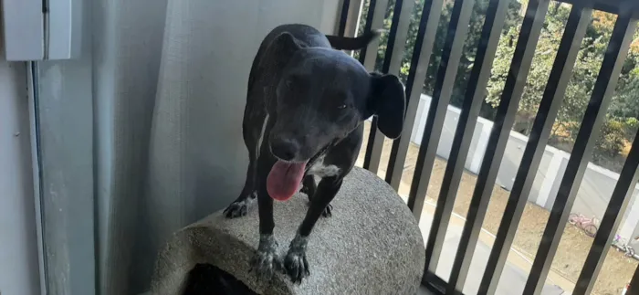 Cachorro ra a SRD-ViraLata idade 2 anos nome Luz