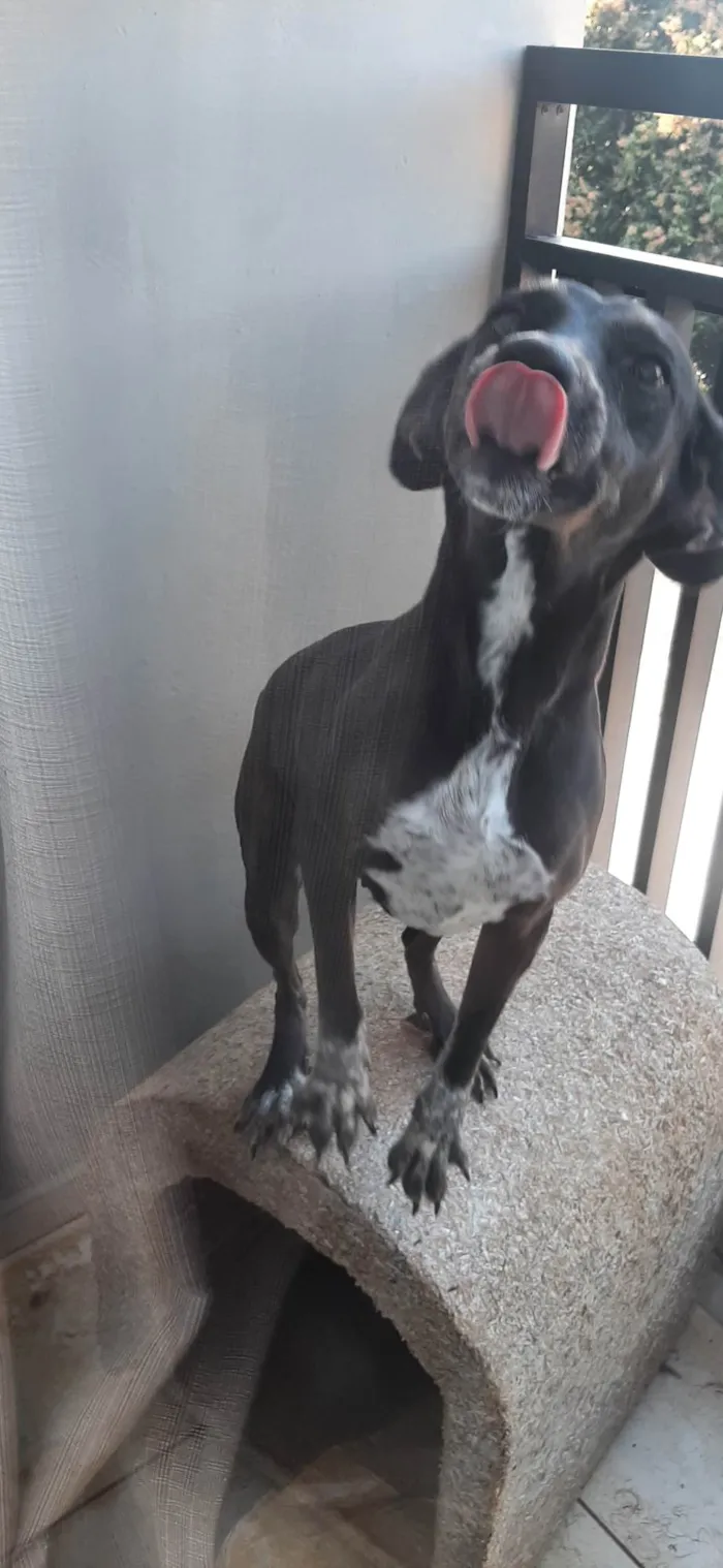 Cachorro ra a SRD-ViraLata idade 2 anos nome Luz