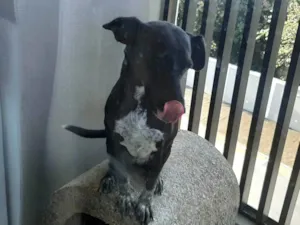 Cachorro raça SRD-ViraLata idade 2 anos nome Luz