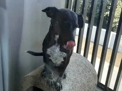 Cachorro raça SRD-ViraLata idade 2 anos nome Luz