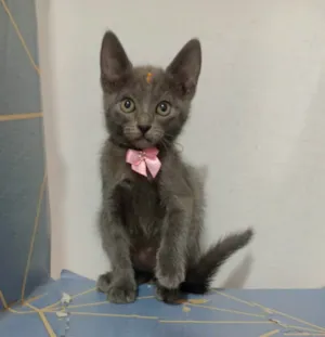 Gato raça SRD-ViraLata idade Abaixo de 2 meses nome Maria