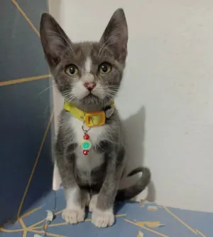 Gato raça SRD-ViraLata idade Abaixo de 2 meses nome Blue
