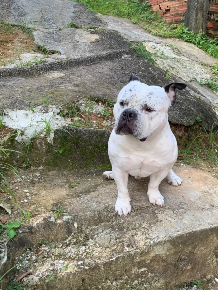 Cachorro ra a Pit-Bull idade 2 anos nome Mailows