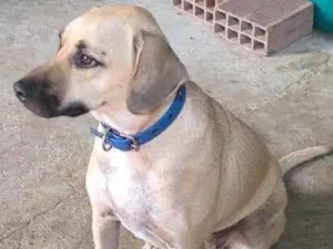 Cachorro raça SRD-ViraLata idade 2 anos nome Pandora 