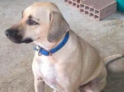 Cachorro raça SRD-ViraLata idade 2 anos nome Pandora 