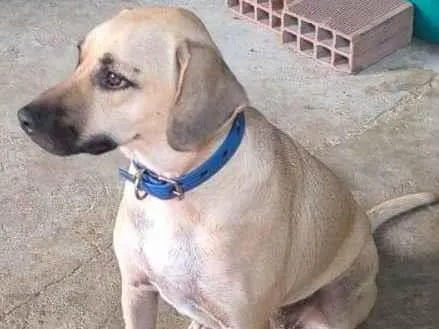 Cachorro ra a SRD-ViraLata idade 2 anos nome Pandora 