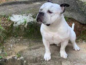 Cachorro raça Pit-Bull idade 2 anos nome Mailows