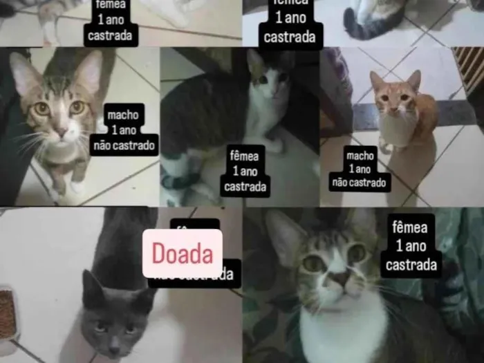 Gato ra a SRD-ViraLata idade 1 ano nome Malhada