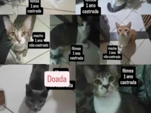 Gato raça SRD-ViraLata idade 1 ano nome Bolinha
