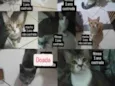 Bolinha