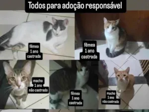 Gato raça SRD-ViraLata idade 1 ano nome Bolota