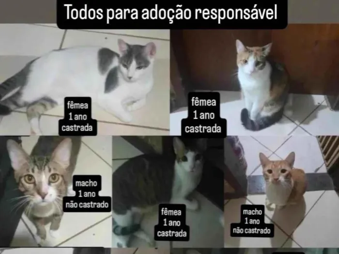 Gato ra a SRD-ViraLata idade 1 ano nome Bolota