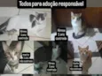 Bolota