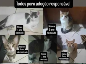 Gato raça SRD-ViraLata idade 1 ano nome Branquinha