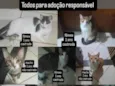 Branquinha