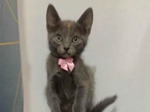 Gato raça SRD-ViraLata idade Abaixo de 2 meses nome Maria