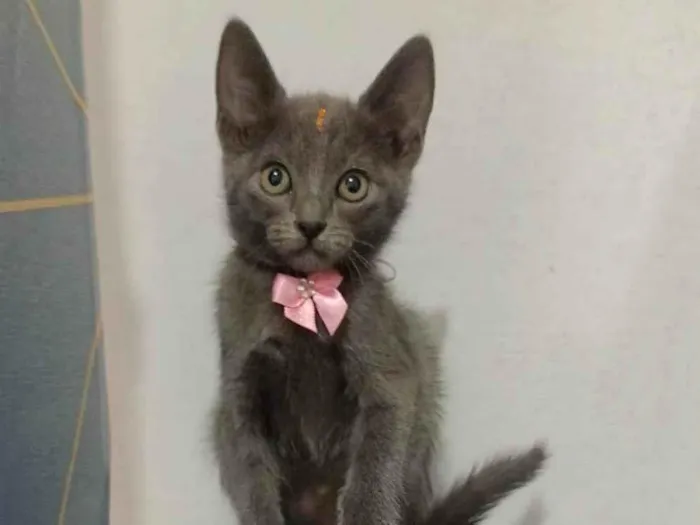 Gato ra a SRD-ViraLata idade Abaixo de 2 meses nome Maria