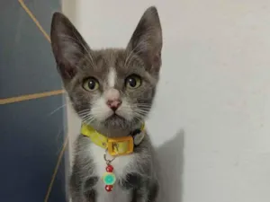 Gato raça SRD-ViraLata idade Abaixo de 2 meses nome Blue