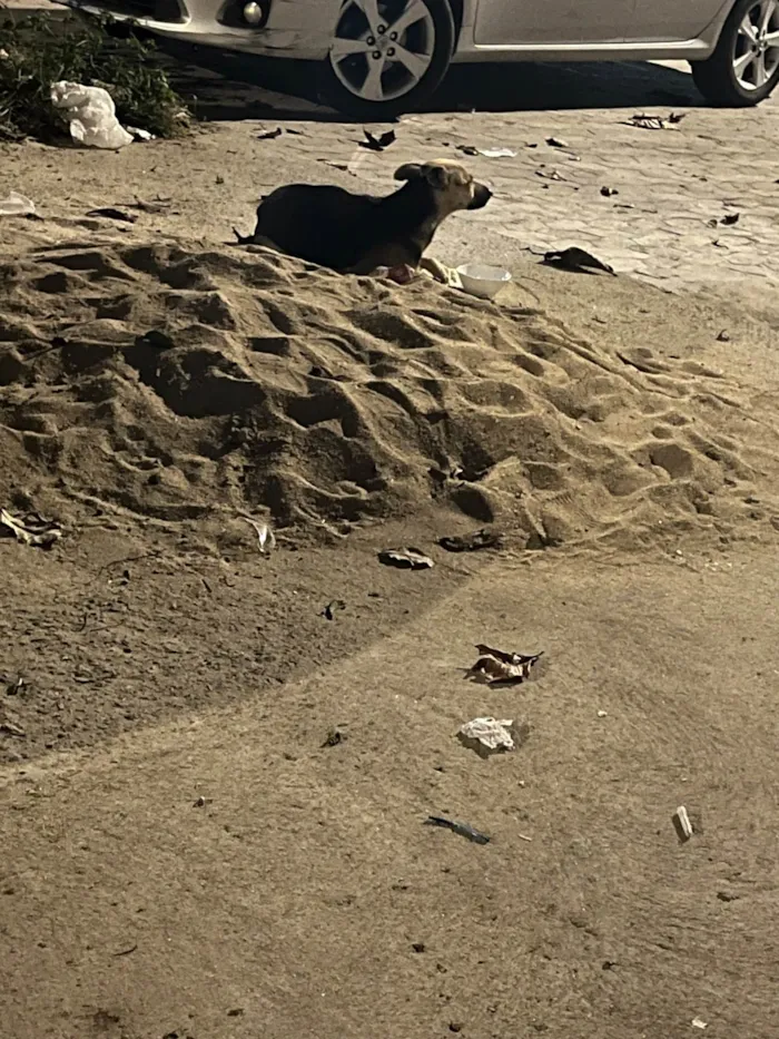 Cachorro ra a SRD-ViraLata idade 1 ano nome Não sei 